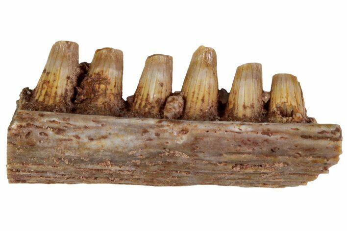 Triassic Fossil Ornithischian Jaw Section - Texas #315717